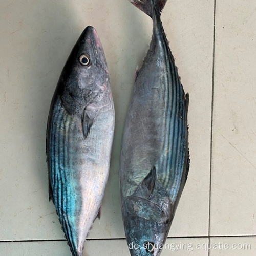 Gefrorener Thunfisch ganz rund Albacore Bonito in Schüttung